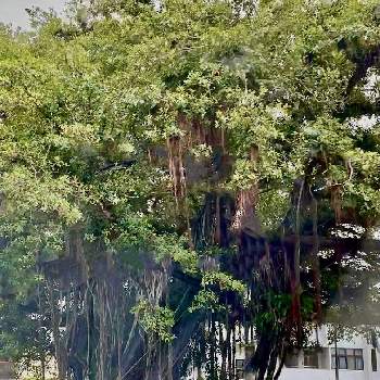 巨樹の画像 by Kay_Tama-gsk さん | お出かけ先とがじゅまるの巨樹と巨樹と名護と沖縄と迫力と街路樹とがじゅまる