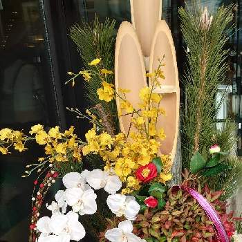 門松 の投稿画像一覧 Greensnap グリーンスナップ