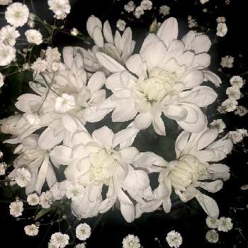 スプレーキクの画像 by 花土葉さん | 部屋と癒しとスプレーキクとかすみ草。と白い花とお疲れ様でしたとおやすみなさい⭐