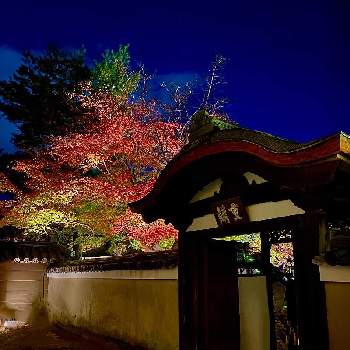 晩秋の画像 by Kay_Tama-gsk さん | お出かけ先とカラフルと 紅葉と鮮やか と高台寺と京都とライトアップと晩秋