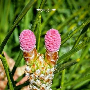 松の花の投稿画像一覧 Greensnap グリーンスナップ