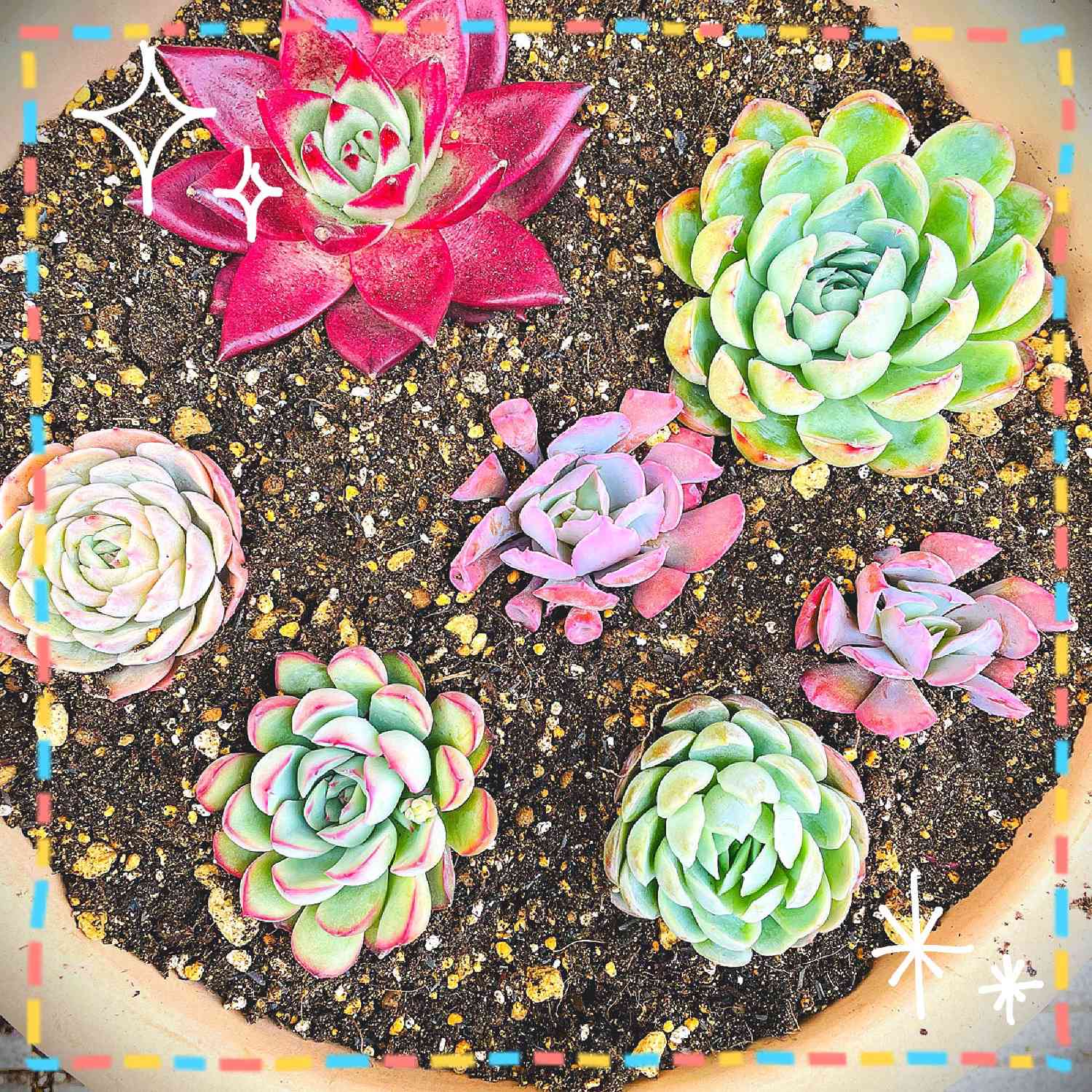 ハオルヤの一覧｜🍀GreenSnap（グリーンスナップ）