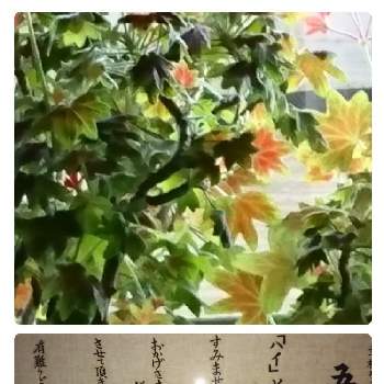 季節の中で。の画像 by hi-yuさん | もみじ葉ゼラニウムと季節の中で。とおうち園芸(^_-)