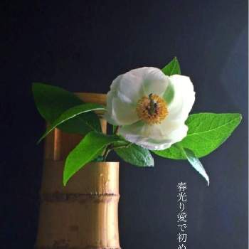 俺流の生花:白い花,新春書き初め,花道,2022年:新年のご挨拶,詠歌シリーズ　和堂の画像