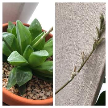 ハオルチアレツーサの投稿画像一覧 Greensnap グリーンスナップ