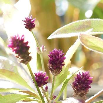 センニチコボウの画像 by hotaruさん | お出かけ先とセンニチコボウと紫色の花と花と蕾と野草　山野草と花のある暮らしと青い花マニア