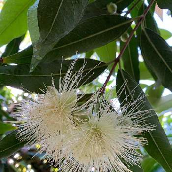 アロハガーデン館山の投稿画像一覧 Greensnap グリーンスナップ