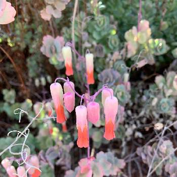 アロハガーデン館山の投稿画像一覧 Greensnap グリーンスナップ