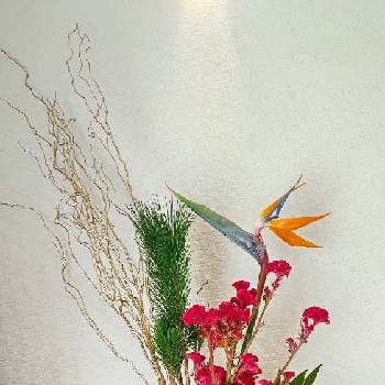 松　まつの画像 by Jun.cyさん | 部屋と2022年お正月花その１と松　まつと投げ入れと2022年寅年と♯葉牡丹と南天なんてんとケイトウ✿とストレリチア 極楽鳥花！