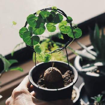 植物育成ライトAMATERASLED(アマテラス)の画像 by @CASHEWNUTさん | 部屋と植物のある暮らしとコーデックスと塊根植物と元気に育ててますよと珍奇植物と植物育成ライトAMATERASLED(アマテラス)と日向ぼっこと植物育成ライトHELIOS GREEN LED(ヘリオス)と室内管理とビザールプランツとインテリアグリーン