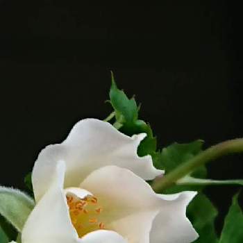 薔薇・ミニ薔薇♥︎︎∗︎*ﾟの画像 by 薔薇姫さん | 小さな庭とミニバラとミニバラ鉢植えとバラ・ミニ薔薇と薔薇・ミニ薔薇♥︎︎∗︎*ﾟとミニ薔薇初心者と《ミニバラ》とミニバラ♡と四季咲きミニ薔薇とミニバラ鉢栽培とバラ・ミニバラ♪とミニバラを楽しむとミニバラ好きとミニ薔薇を楽しむとバラ・ミニバラとチーム福岡と日曜日の薔薇とミニ薔薇