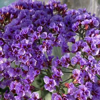 切り花用の投稿画像一覧 Greensnap グリーンスナップ