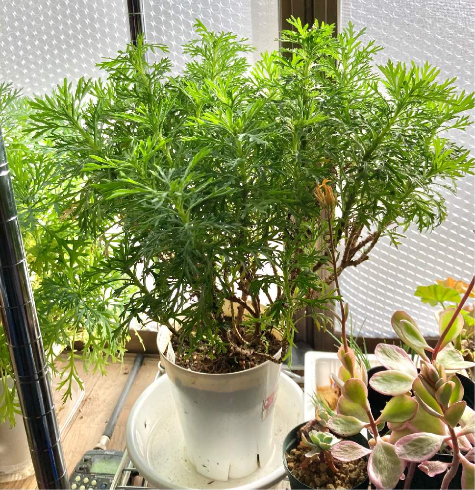 復活したマーガレット 折れて Greensnap グリーンスナップ