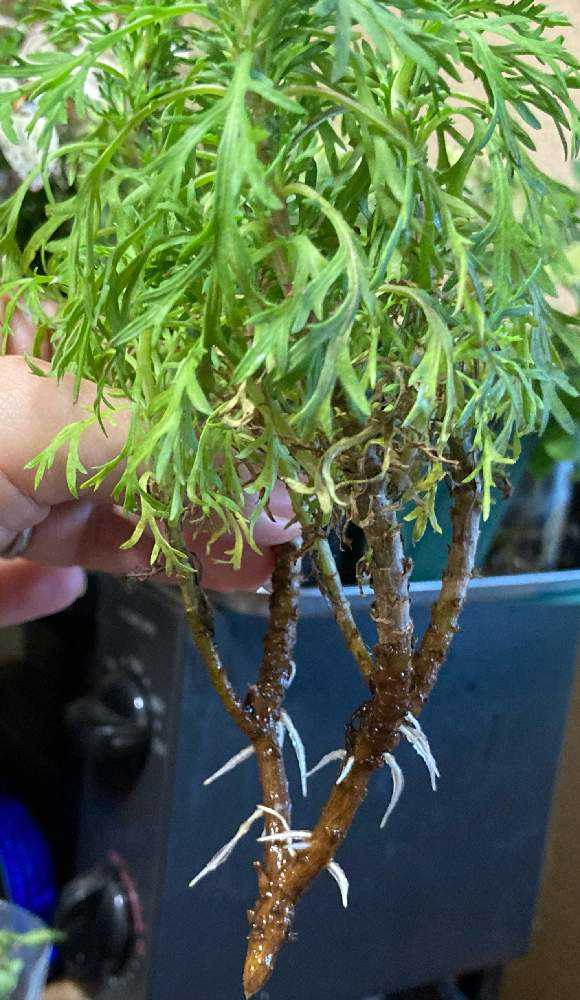 復活したマーガレット 折れて Greensnap グリーンスナップ