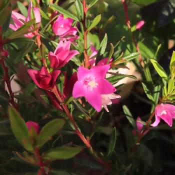 サザンクロス フイリーナクイーン,サザンクロス,花のある暮らし,お散歩途中,PicAtomの画像