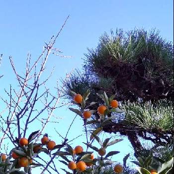  金柑の画像 by ばーぐあさん | 広い庭とお正月　若松とおうちde菜園とおうち園芸と家庭果樹と花いろいろとガーデニングと花のある暮らしと 金柑