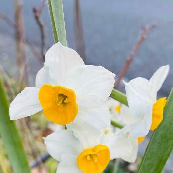 凛としての投稿画像一覧 Greensnap グリーンスナップ 凛としての投稿画像一覧 Greensnap グリーンスナップ