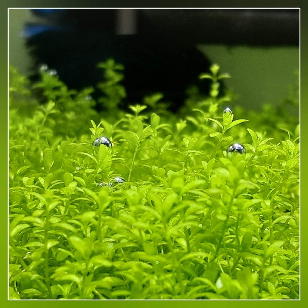 キューバパールグラスの投稿画像 By ケイさん 玄関と水草水槽と癒しと熱帯魚とおしゃれとベタ様とかわいいとアクアリウムと水草水槽と癒しと熱帯魚とおしゃれとベタ様とかわいいとアクアリウム 22月1月2日 Greensnap グリーンスナップ Greensnap グリーン