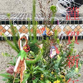 私の推しのpwの画像 by サニーさん | 小さな庭とロータス ブリムストーンとエリカセシリフローラとスイート  アリッサムとヒューケラドルチェ スイートプリンセスとコレオプシス　フェアリー　レモンイエローとビオラ ミルフルとお正月飾りと耐寒性宿根草と寄せ植えとPWとサンフラマニアと私の推しのpwとPW愛好家とサントリー フラワーズとお正月とイングリッシュガーデンとお正月アレンジと黄色の花とガーデリンクとガーデニングと「パンジー&ビオラ」コンテストとPWプルーブンウィナーズと花と生きるサントリーとPW育てたとローラアシュレイ鉢
