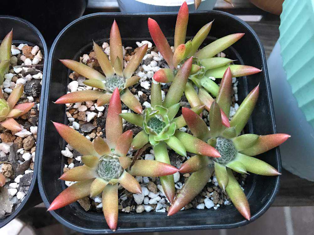 チャー　おまとめ　対馬爪蓮華　新氷砂糖、オブツーサ錦　3点 チャー様専用 おまとめ 対馬爪蓮華 新氷砂糖、オブツーサ錦 3点