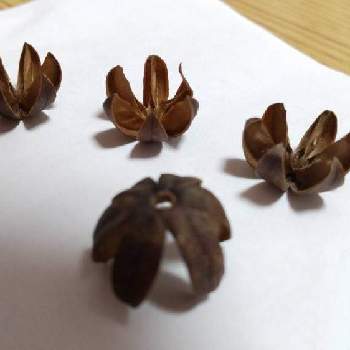 サルスベリの種の投稿画像一覧 Greensnap グリーンスナップ