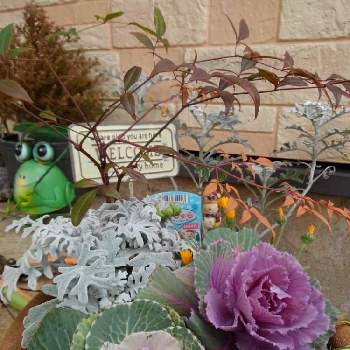 南天の葉の画像 by ランさん | 玄関と千葉県と植物が好き♡とチームチーバくんと葉牡丹☆と鉢植えと南天の葉と シロタエギクとかわいいね❤とかれんじゅらといやし♪