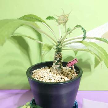 ドルステニア クリスパの画像 by プリシラさん | 部屋とドルステニア クリスパと塊根植物と実生と発芽