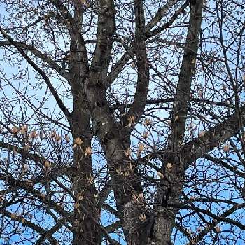 空と木の画像 by わこさん | お出かけ先とチューリップツリー♡とユリノキと山野木と懐かしい場所と気になる～と空と木と寄り道