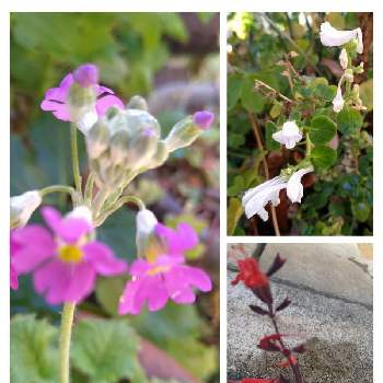 タツナミソウ 白の投稿画像一覧 Greensnap グリーンスナップ