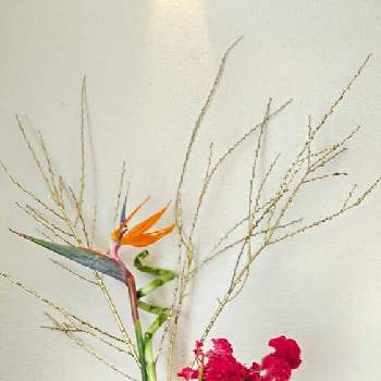 ストレリチア 極楽鳥花！の画像 by Jun.cyさん | 部屋と2022年正月花その3と投げ入れと♯葉牡丹とケイトウ✿とストレリチア 極楽鳥花！とスターチス♪