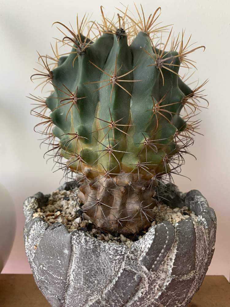 フェロカクタス 巨鷲玉｜🍀GreenSnap（グリーンスナップ）