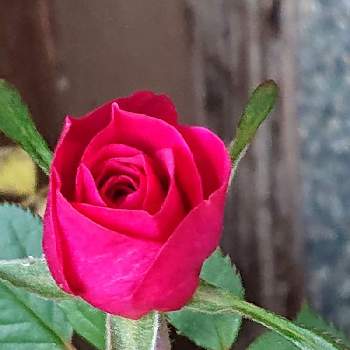 ミニバラ無名の画像 by 山ちゃんさん | 玄関とミニバラ無名と花のある暮らしと我が家のバラと今日のバラ