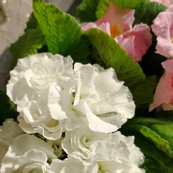 白い花が好きの画像 by hiroさん | 白い花が好きと医療関係者に感謝とJuneの会と今日のお花と春を待つとコロナに負けるな‼️とバラ咲きプリムラジュリアンとプリムラ・バラ咲きジュリアン