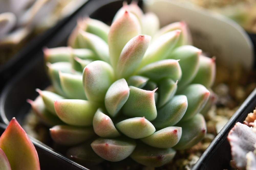 エケベリア イラストの投稿画像 By 銀月さん 窓辺と多肉植物と岩手県と東北と植中毒とタニラーと韓国苗と多肉植物と岩手県と東北と植中毒とタニラーと韓国苗 22月1月3日 Greensnap グリーンスナップ Greensnap グリーンスナップ