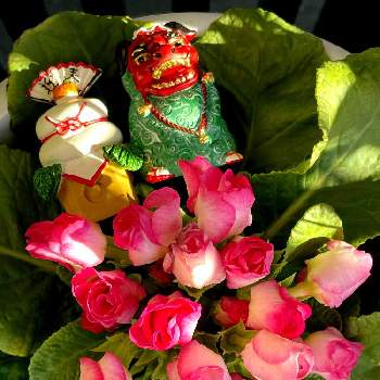 プリムラ ジュリアン ブライダルベルの画像 by ALOHAさん | バルコニー/ベランダとプリムラ ジュリアン ブライダルベルと花のある暮らしと今日のお花とプランターお花と元気に育ててますよ