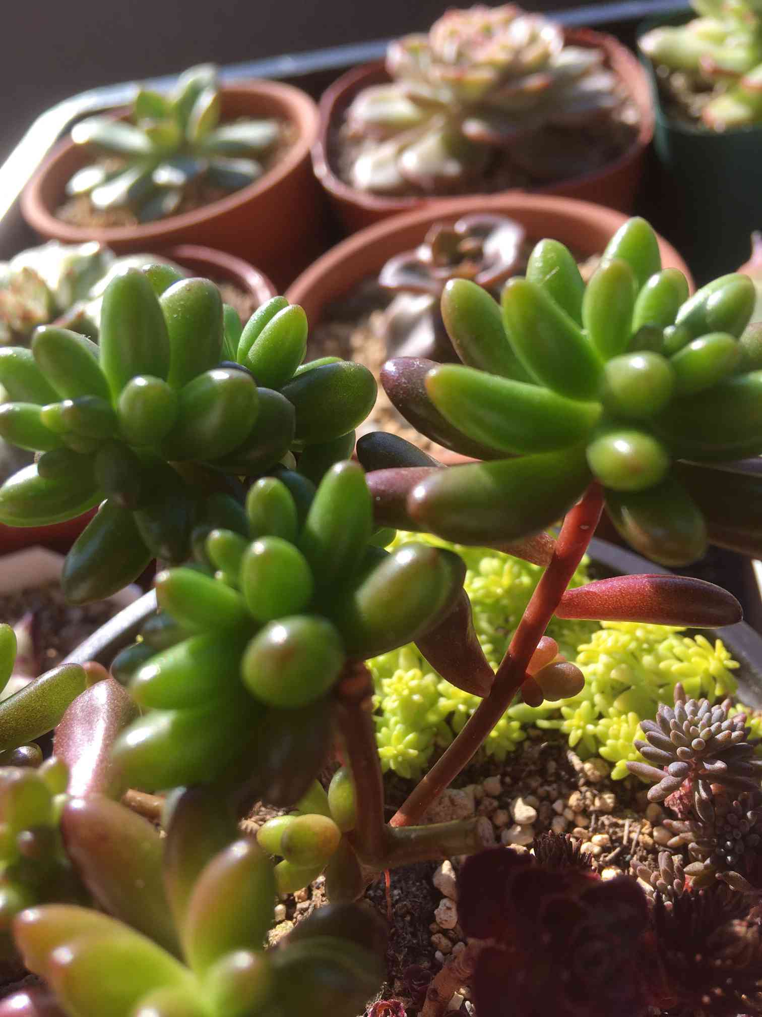 多肉植物　ホワイトワンダー ＋ 虹の玉 　 カット 葉挿し 多肉実験】虹の玉チャレンジ!!と半分葉挿しは育つのか？ - YouTube