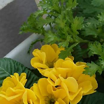 お隣さんの花の画像 by みこさん | お出かけ先とプリムラと2022年とお隣さんの花とプリムラ(プリローズ)と明日はいい日になると笑って咲く花と植中毒と黄色の花と静かにと共に頑張ろう！と希望の光にとありがとう❗