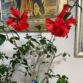 ハイビスカス レッドフラミンゴの画像 by ぷりんちゃんさん | 部屋とハイビスカスとハイビスカス レッドフラミンゴとリビングと花のある暮らし