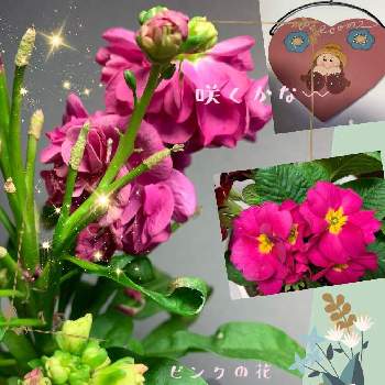今日のお花(^^)の画像 by りりんさん | 部屋とプリムラ♡とピンクピンクとストック♡と今日のお花(^^)とトールペイント