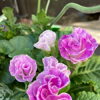 美味しそうの画像 by めぐみんさん | テラスとプリムラジュリアンばら咲きと美味しそうと今日のお花と買ったときは紫っぽかったけど