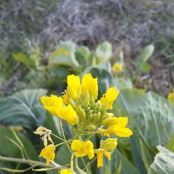 野菜の花の投稿画像一覧 Greensnap グリーンスナップ