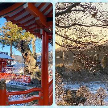 桜の木の画像 by noriさん | お出かけ先と桜の木と花水木と雪景色と冬の風景とマイガーデンと長野県とチーム長野と花のある暮らしとお出かけ先にて