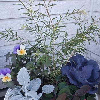 メラレウカ ブラックティーツリーの投稿画像一覧 Greensnap グリーンスナップ