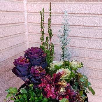 コチア ダイアモンドダストの投稿画像一覧 Greensnap グリーンスナップ