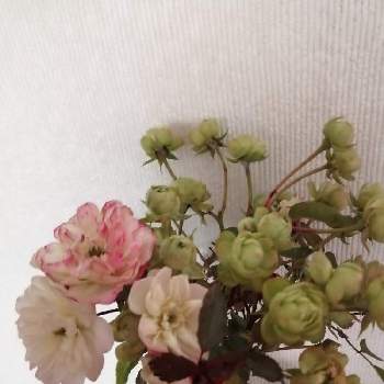 スプレーバラ エクレールの投稿画像一覧 Greensnap グリーンスナップ