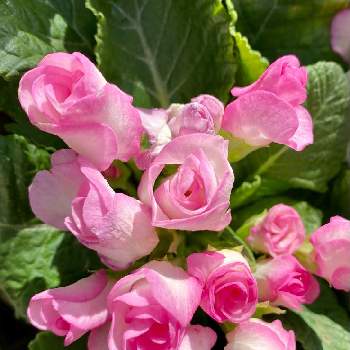 バラ咲きジュリアン ブライダルベルの画像 by さいたまさん | お出かけ先とバラ咲きジュリアン ブライダルベルとプリムラ・ジュリアンと今日のお花と沼ノ上農園と花びらの魅力✨とピンクワールドへ ようこそ