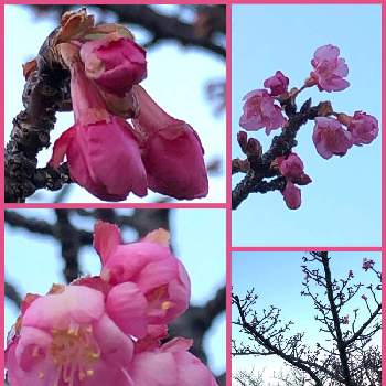咲いてるの画像 by Mマリリン凪翔Mさん | お出かけ先と河津桜とやったね！と木場公園と咲いてるとうれしい！とお楽しみ。と待ってるよ