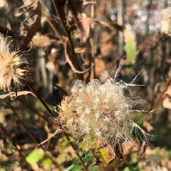 アザミ属の投稿画像一覧 Greensnap グリーンスナップ