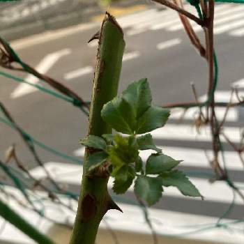 つるバラ バレリーナの投稿画像一覧 Greensnap グリーンスナップ