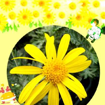 夢と希望の画像 by ミ〜❣️さん | ユリオプス デージーとミッキー&ミニーと夢と希望とありがとう♡とプチサプライズとお顔がこんにちはとGSのみなさんに感謝♡とビタミンカラーと❤️いいね、ありがとうと黄色の花と愉快な仲間達♡と✴白狼会✴とチーム☆YOKOHAMA☆と花のある暮らしとGS皆様ありがとうとMy diary☆